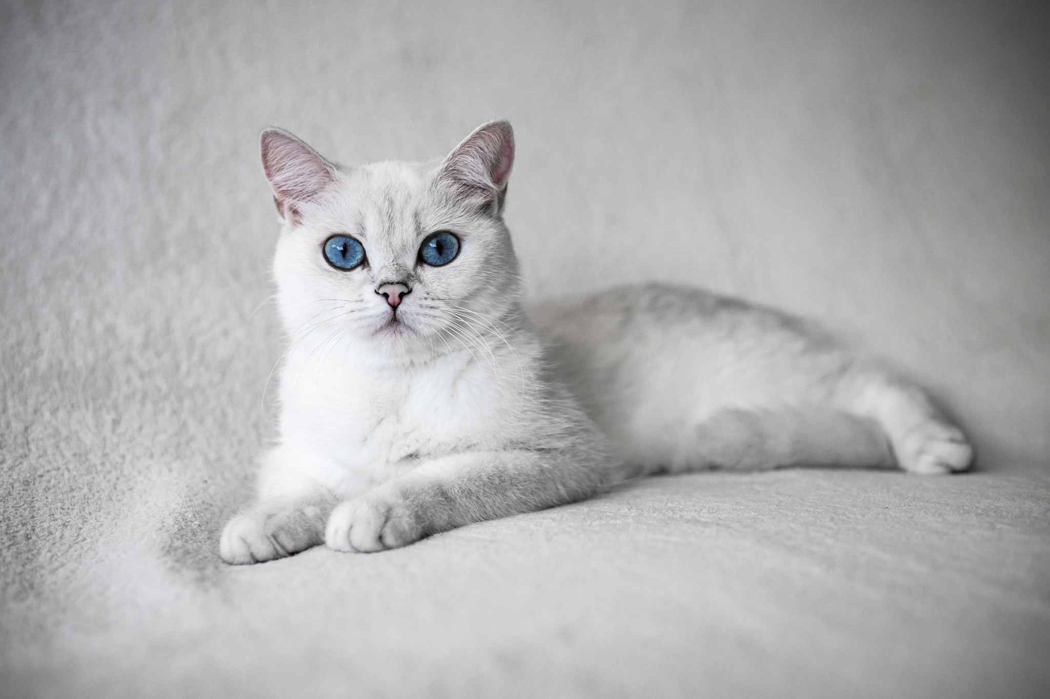 Juki Blue