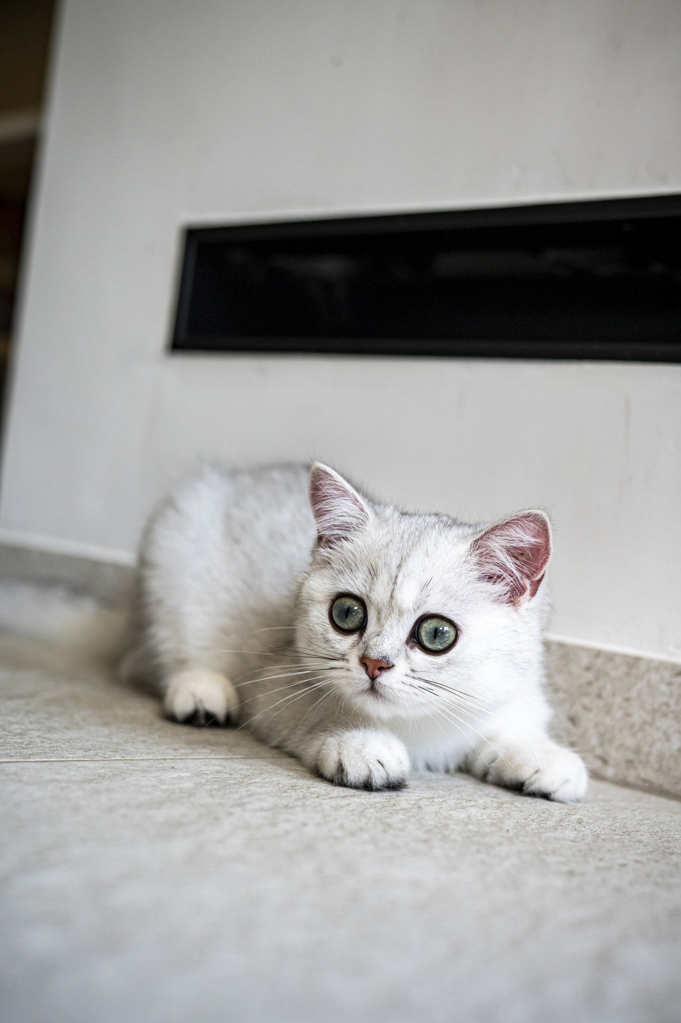 Tiny Wonder Alaya