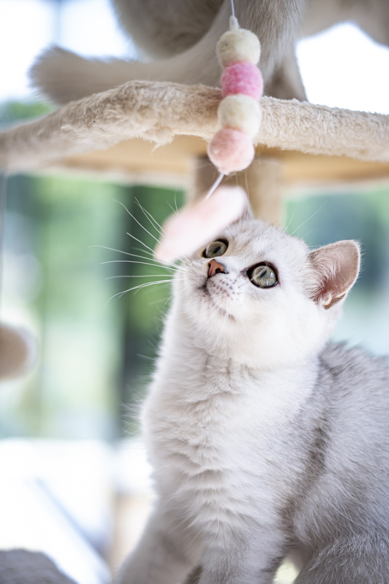 Tiny Wonder A’Mochi