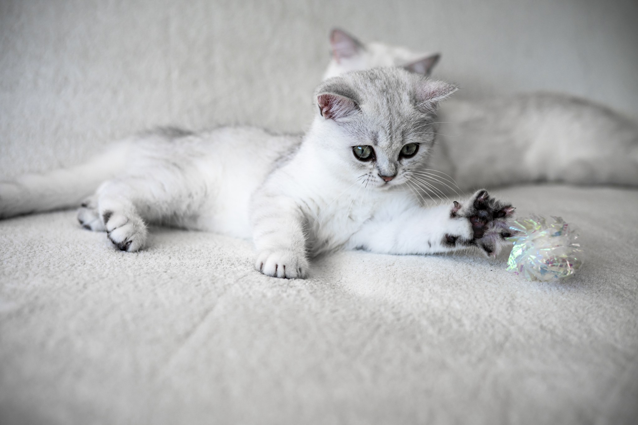 Tiny Wonder A’Mochi