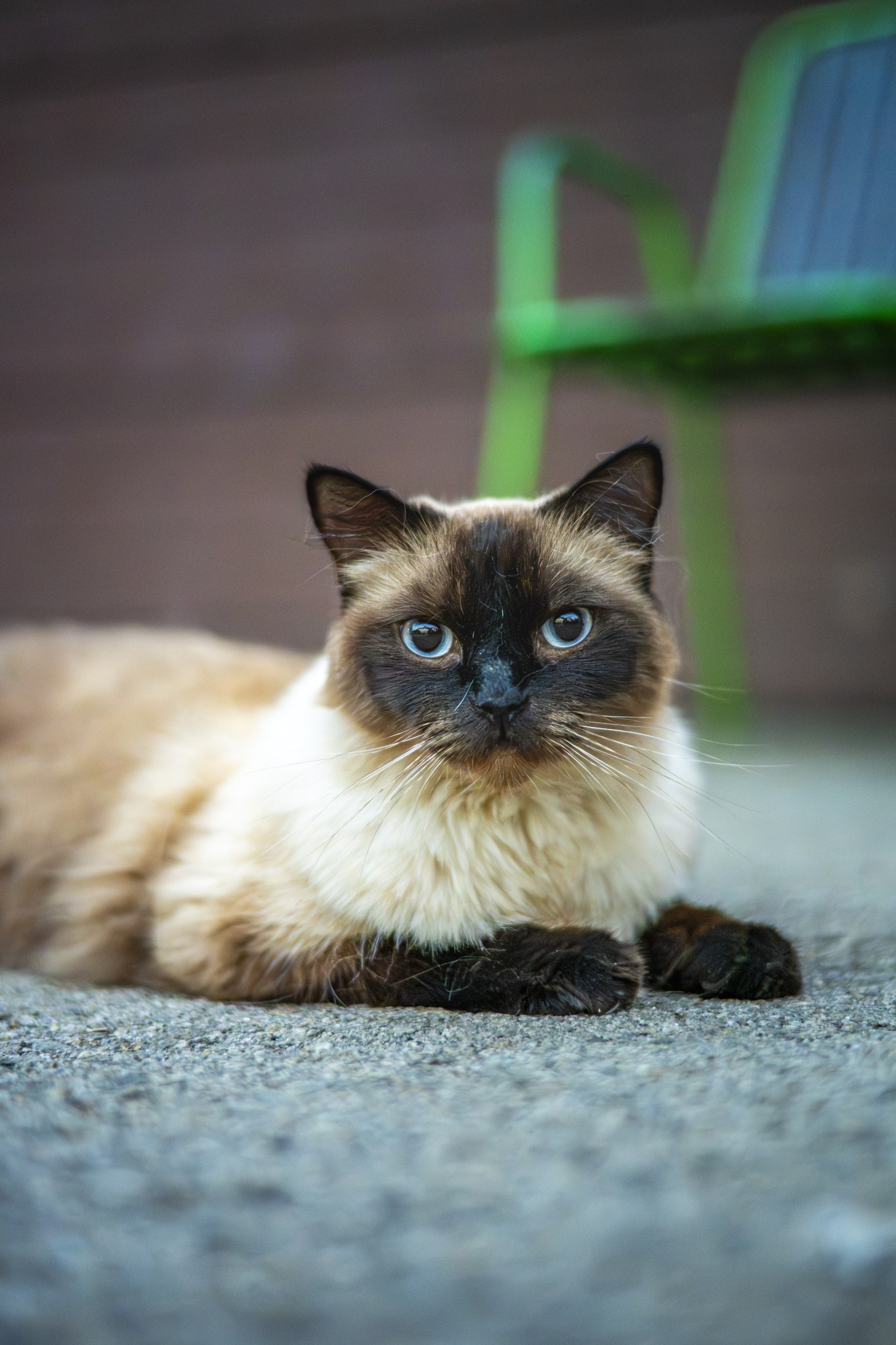 Kitty