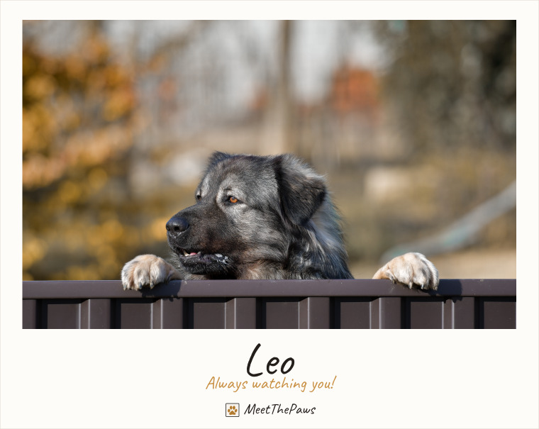 Leo