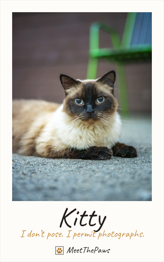 Kitty