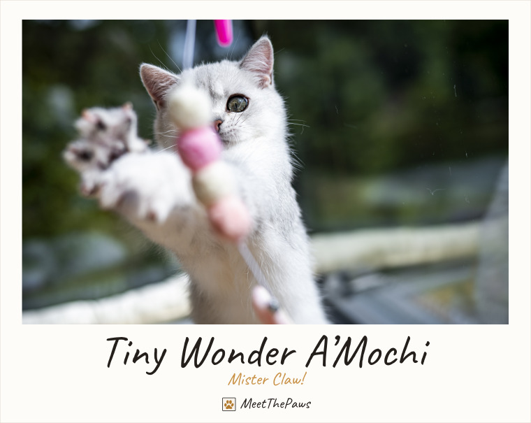 Tiny Wonder A’Mochi