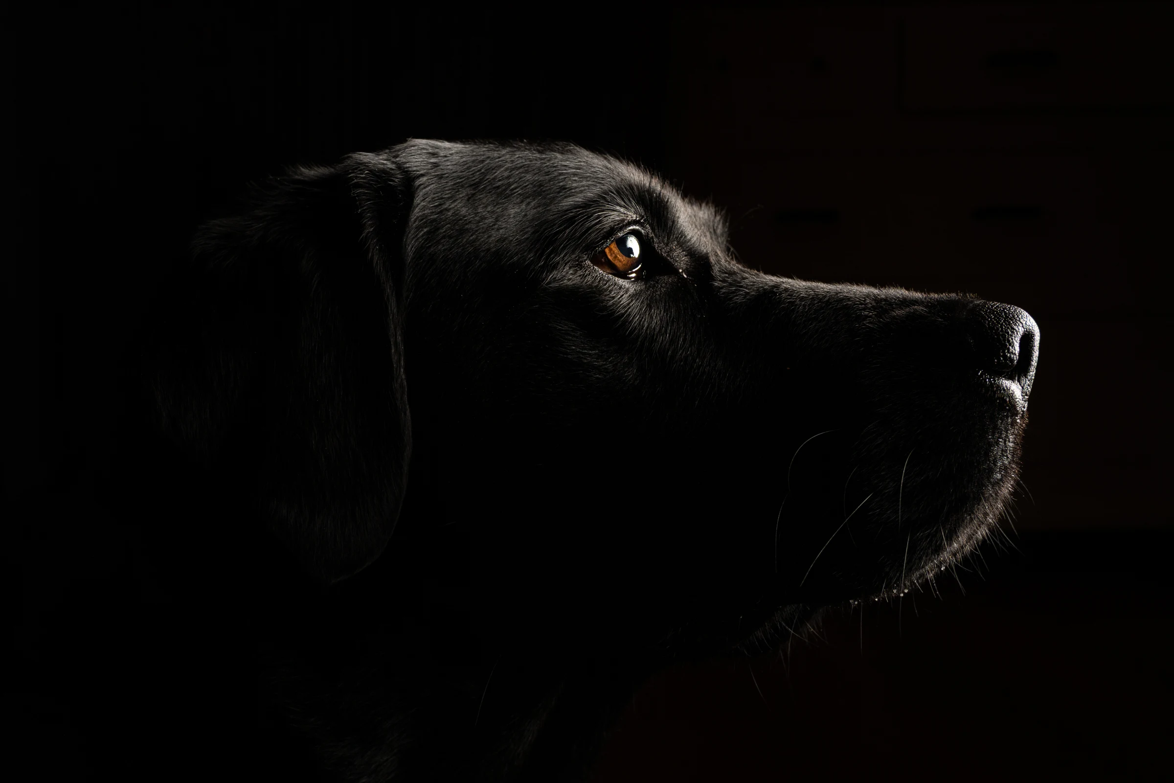 Maui, the muse behind MeetThePaws